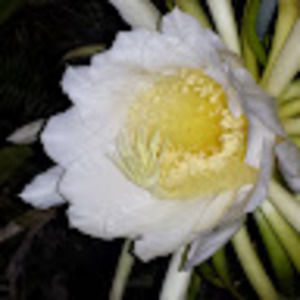 Meet your Posher, Merrill